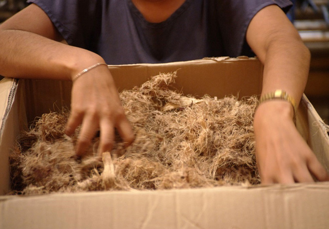 Ford desarrolla bioplastico basado en fibra de agave 1