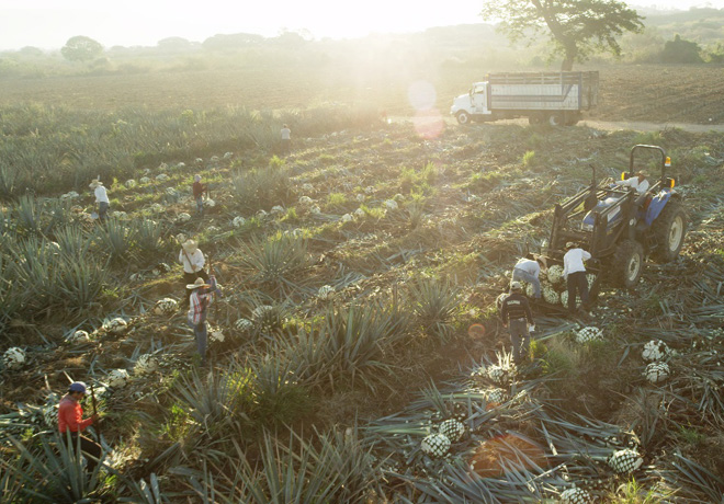 Ford desarrolla bioplastico basado en fibra de agave 2